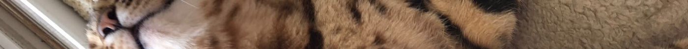 Unveiling the Mystery: Why Do Cats Lick Themselves?