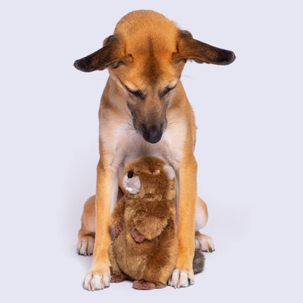 Fluff & Tuff Troy Beaver