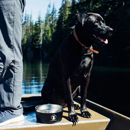 Lucky Dog Indulge Dog Bowl