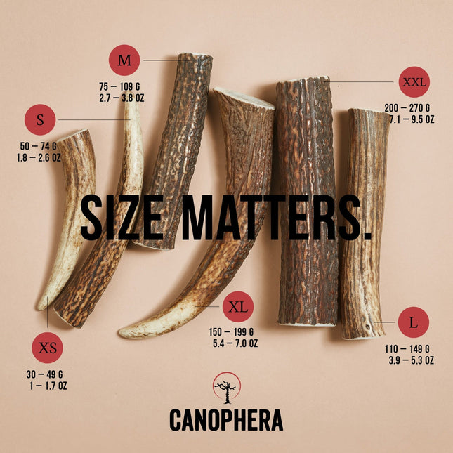 Canophera Red Deer Antler Whole