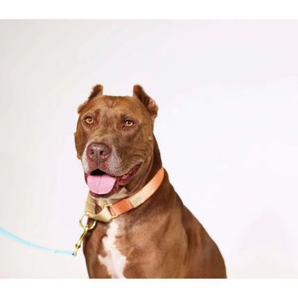 Major Darling Martingale Collar Cobalt with Peach