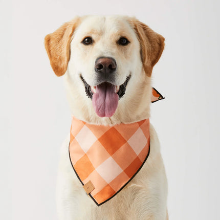 The Foggy Dog - Jack-O-Lanterns Reversible Dog Bandana