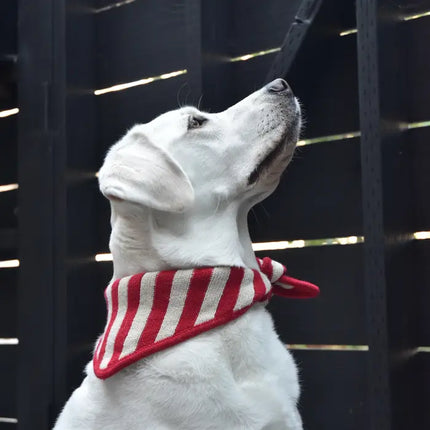 Bella Bean Snowflake Scarf