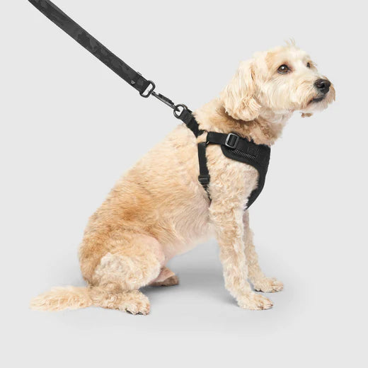 Canada Pooch Easy-On Harness Black