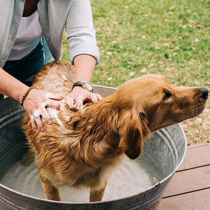 Wondercide Flea & Tick Shampoo for Dogs + Cats