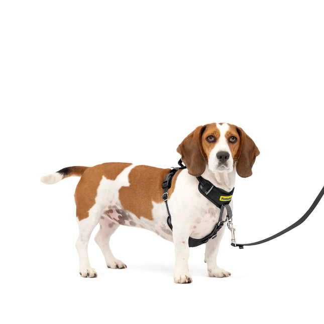 Petsafe Easy Walk Comfort No pull harness