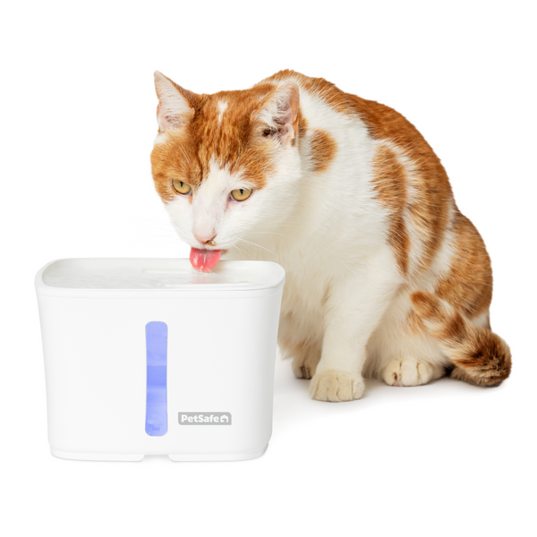 PetSafe Viva 64oz Pet Fountain
