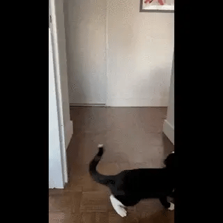 Meowijuana Jump 'n' Jamb