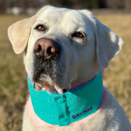 Baydog Arctic Bay Cooling Collar