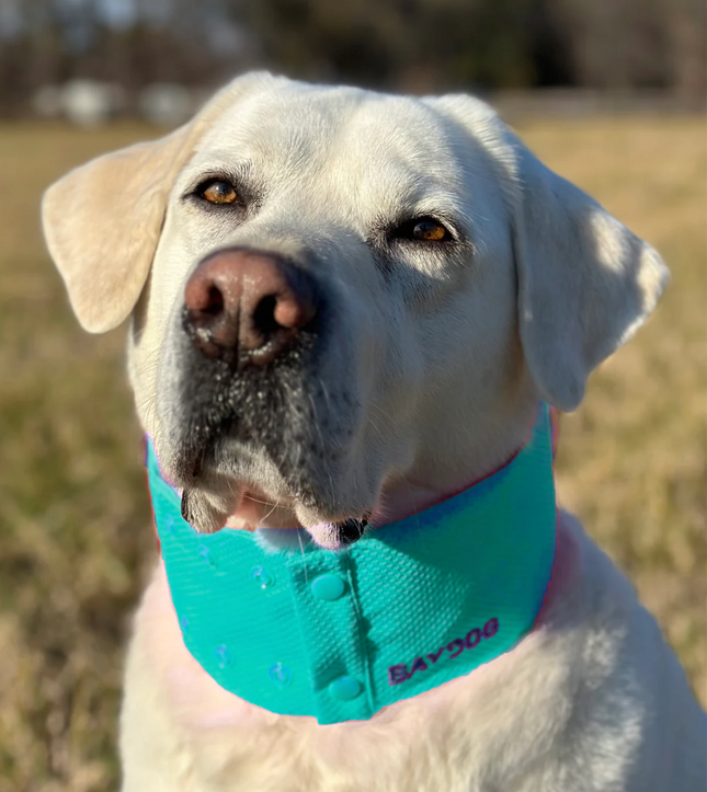 Baydog Arctic Bay Cooling Collar