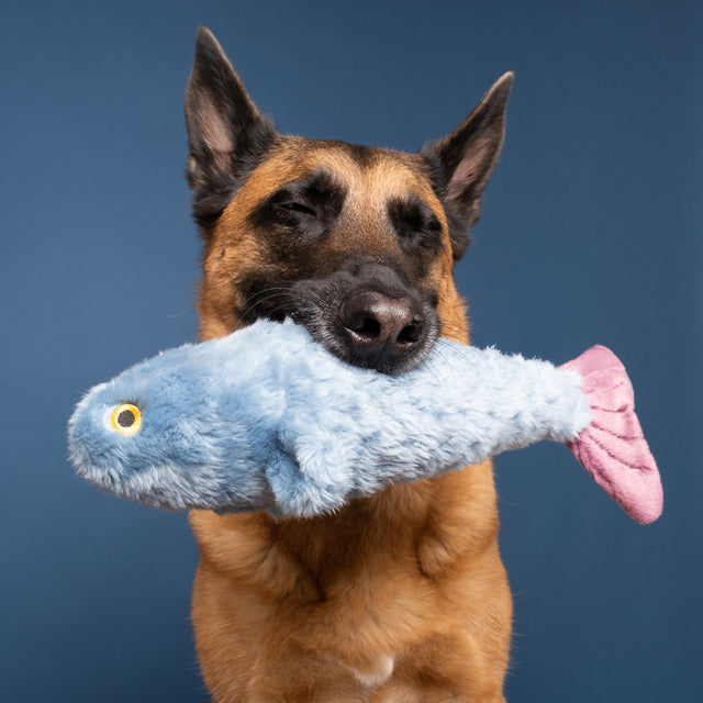 Fluff & Tuff Fitz Fish