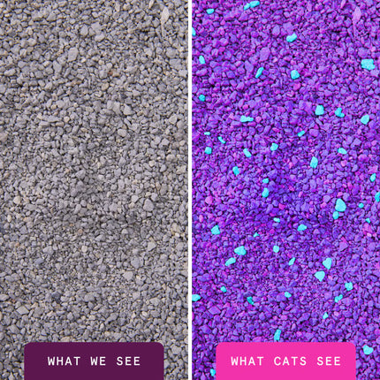 Boxie Cat Glo Clay Cat Litter