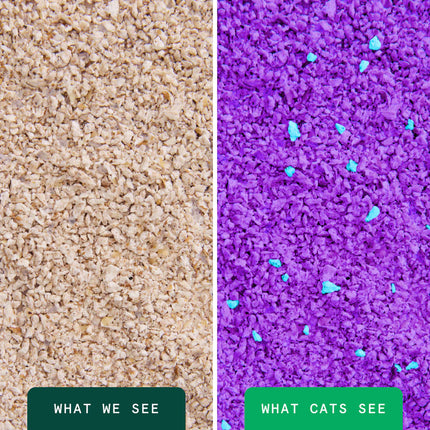 Boxie Cat Glo Corn Cat Litter