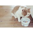 Necoichi Raised Cat Water Bowl