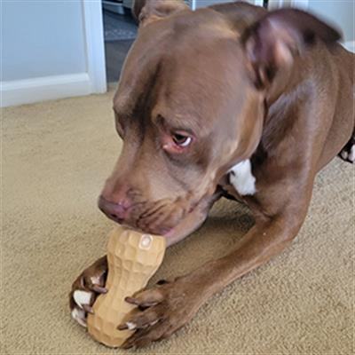 Dilly's Poochie Butter Chew Toy Filler