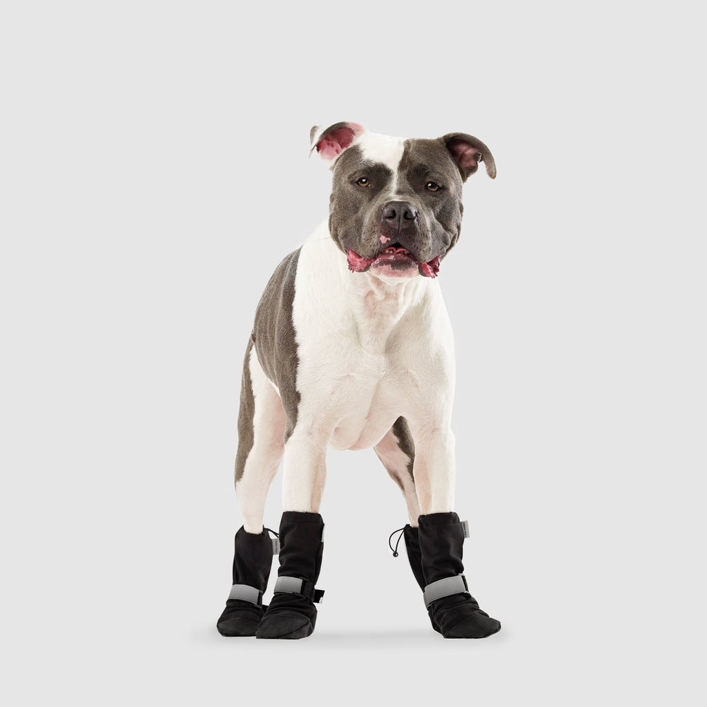 Soft dog cone best sale canada
