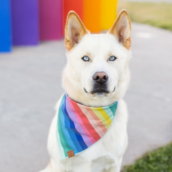The Foggy Dog Bandana - Over the Rainbow Dog Bandana