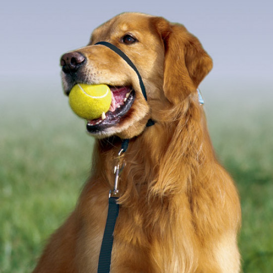 Petsafe Gentle Leader