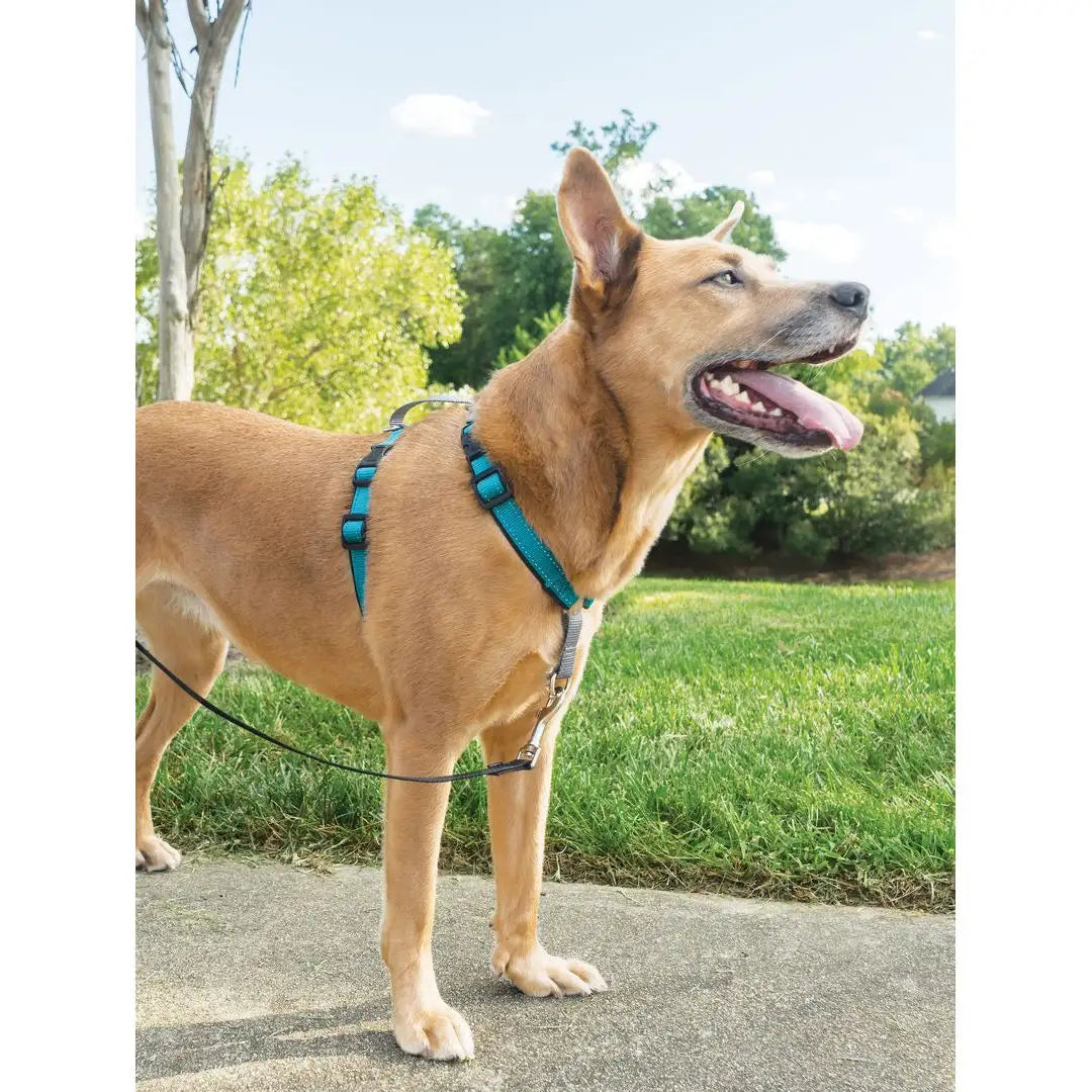 Petsafe Easy Walk 3-in-1 harness - Teal – Decker's Dog + Cat
