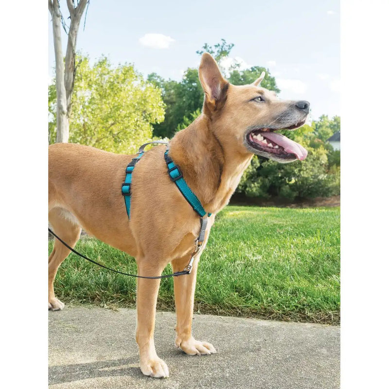 Petsafe Easy Walk 3 in 1 harness Teal Decker s Dog Cat
