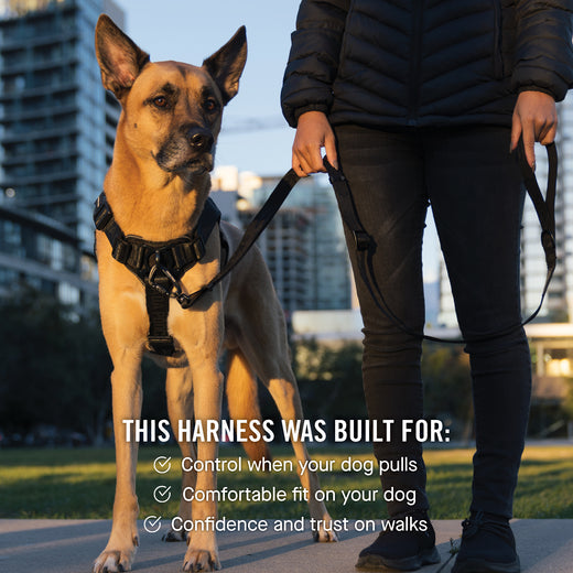 How to put on a canada pooch harness top