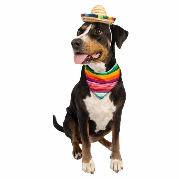 Sombrero Dog Costume