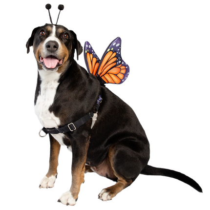 Monarch Butterfly Dog Costume