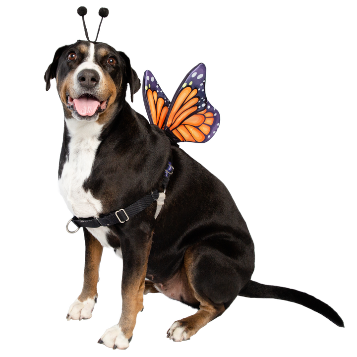 Monarch Butterfly Dog Costume