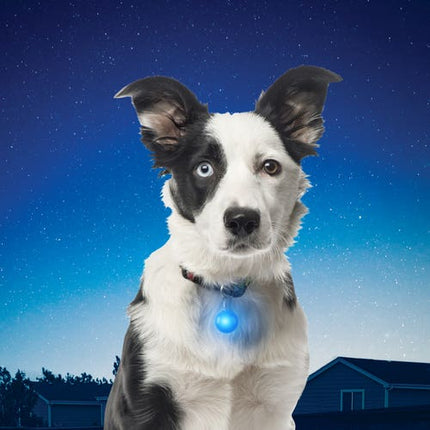 Nite Ize SpotLit Collar Light - Blue