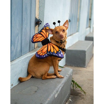 Monarch Butterfly Dog Costume