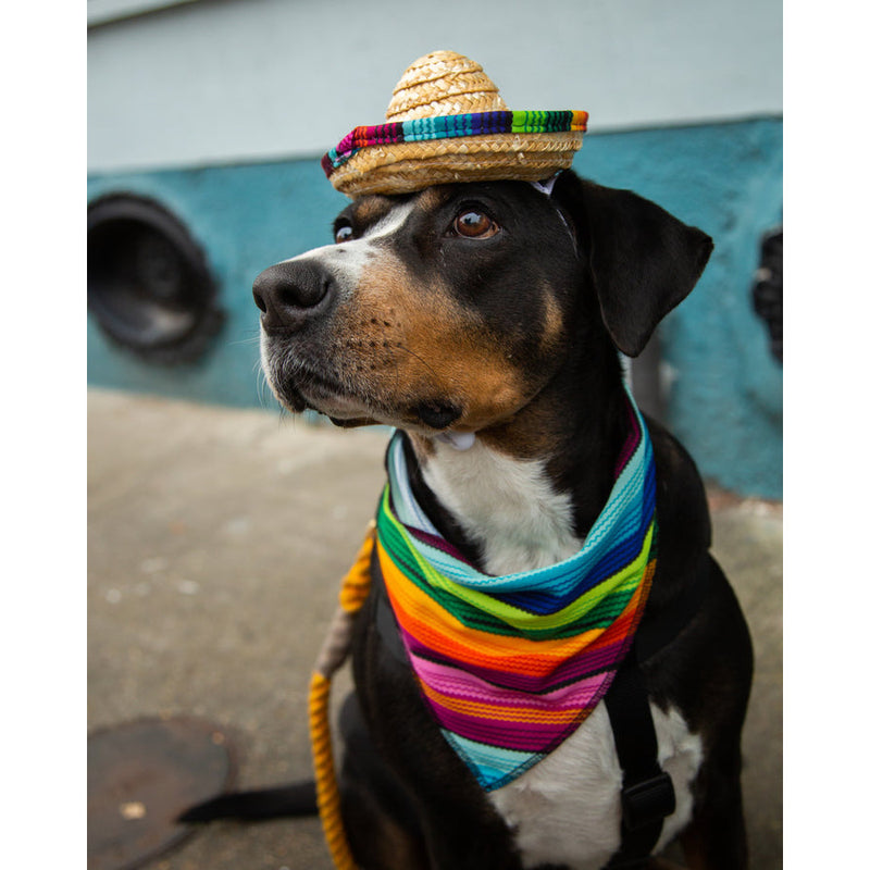 Sombrero Dog Costume