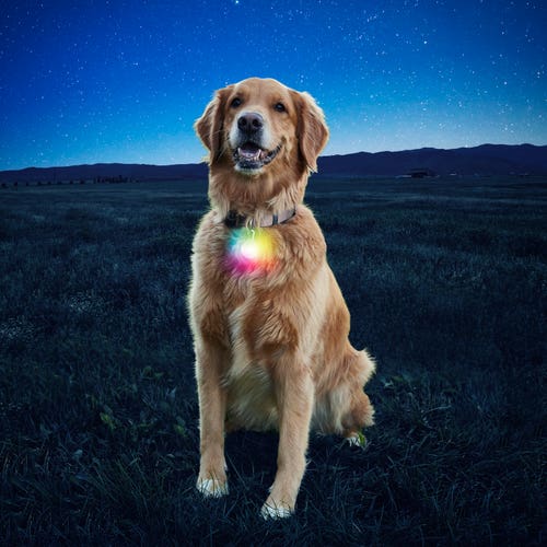 Nite Ize SpotLit Collar Light - Disco