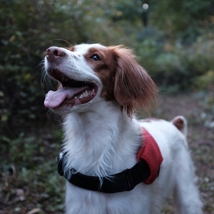 Charlie's Backyard Above Harness Red