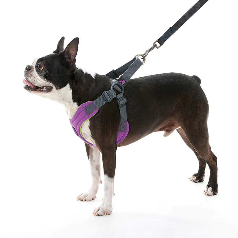 Gooby dog discount leash