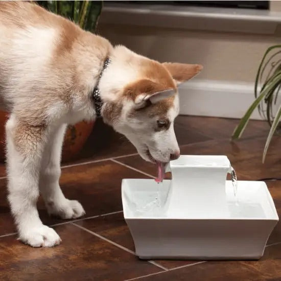 Petsafe porcelain pagoda outlet