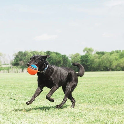 ChuckIt! Rope Fetch