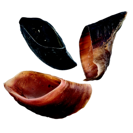 Jones Beef Hooves