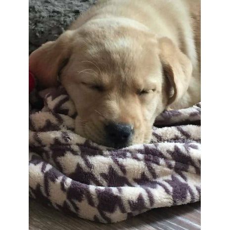 Tall Tails Fleece Blanket Houndstooth 30x40