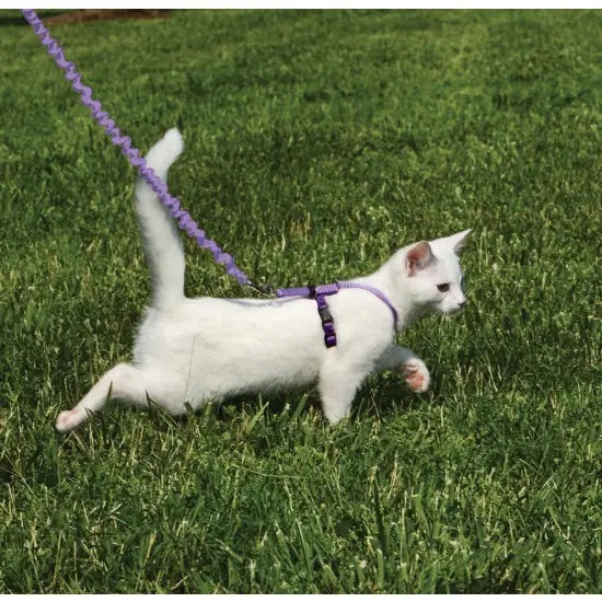 Come with on sale me kitty leash