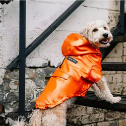 Canada Pooch Cold Front Raincoat - Orange