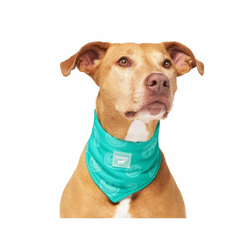 Canada pooch on sale scarf