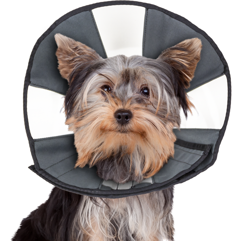 ZenPet Dog / Cat Recovery Soft cone (NON RETURNABLE ITEM)