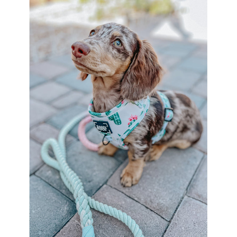 Sassy Woof Rope Leash - La Jollie Fleur